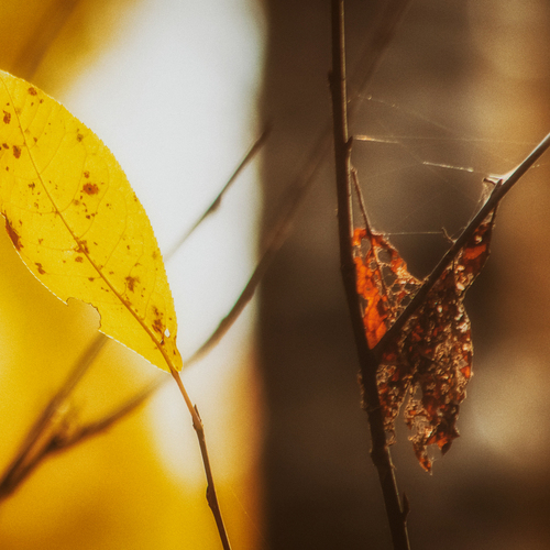 Photo #13851258