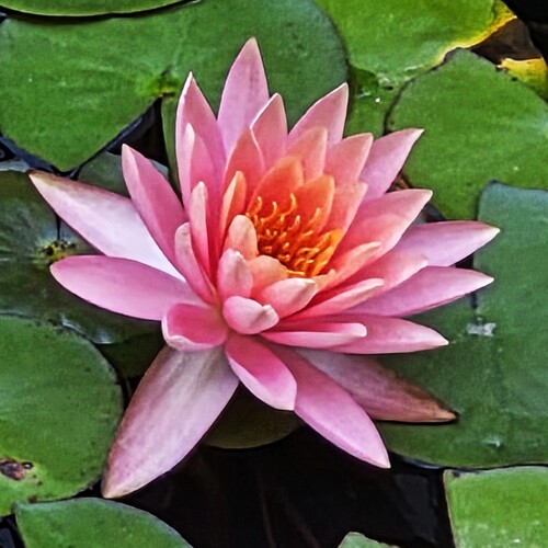 Water Rose