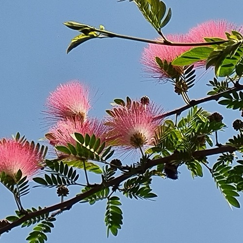 Red powder puff tree
