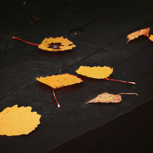 Photo #13851469
