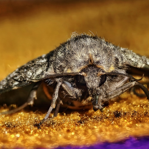 Golden Threads or Monarch of the Velvet