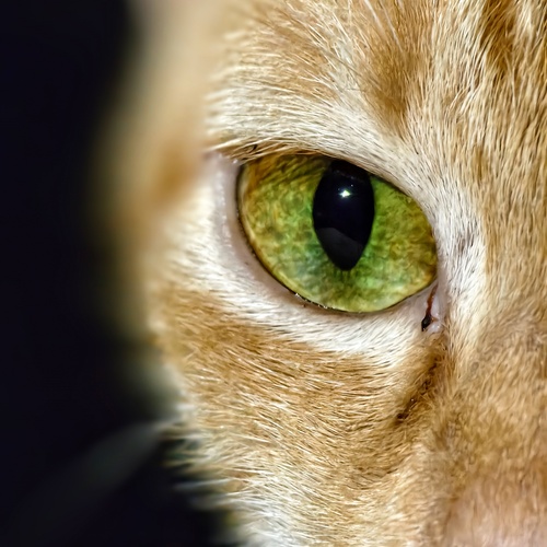 The Amber Jewel or Gaze of the Golden Feline