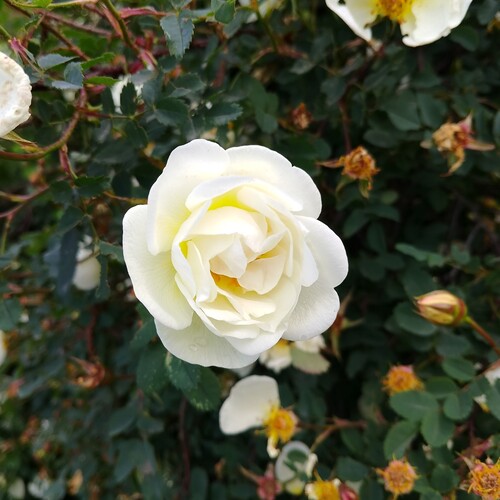Photo #13851788