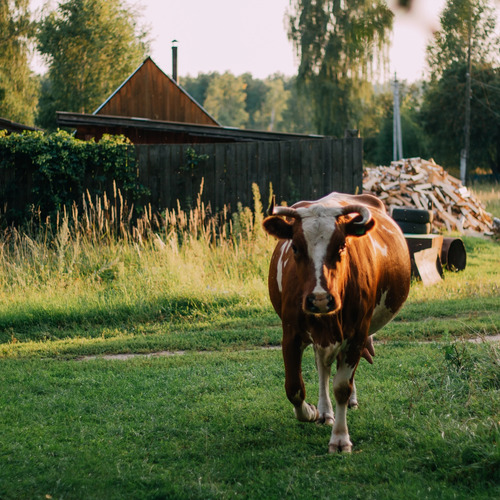 Photo #13852126