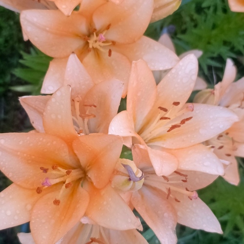 Photo #13852244