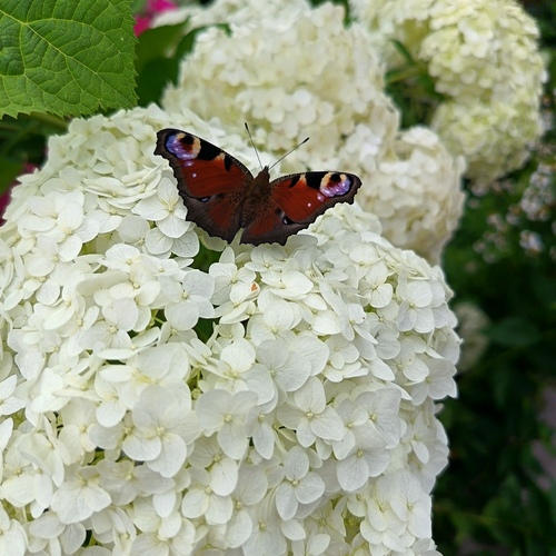 Photo #13852326