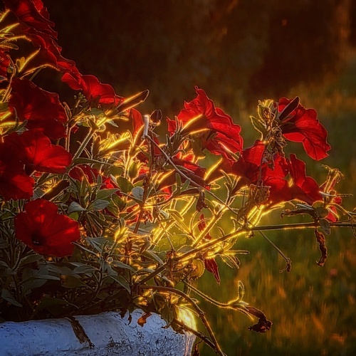 Photo #13852363