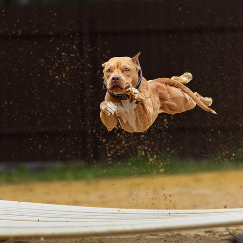 Photo #13852796