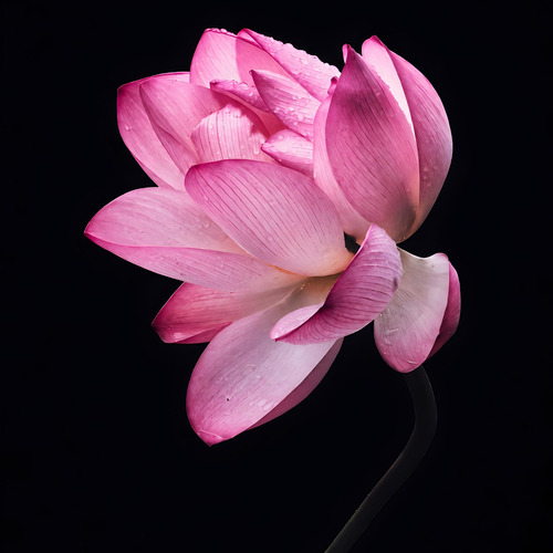 Lotus in Silence