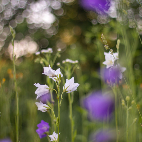 Photo #13853404