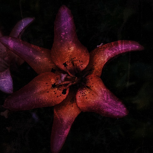 Photo #13853925