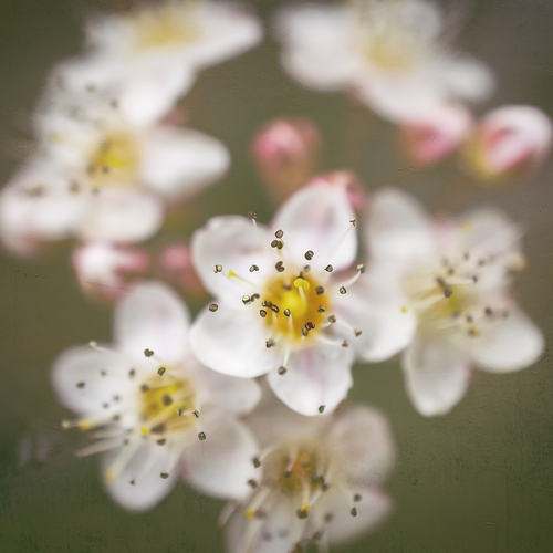 Photo #13853962