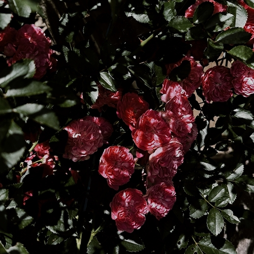 Photo #13854269