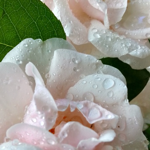 Photo #13855090