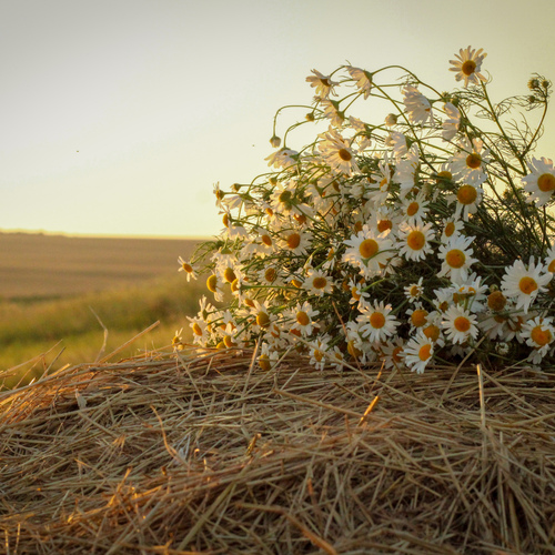 Photo #13855210