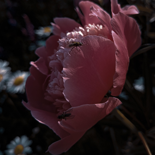 Photo #13855375