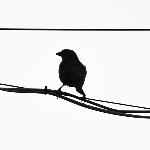 Photo #13855397