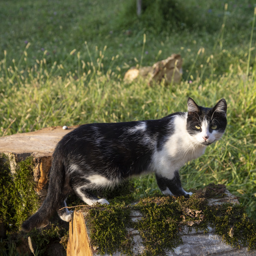 Photo #13855502