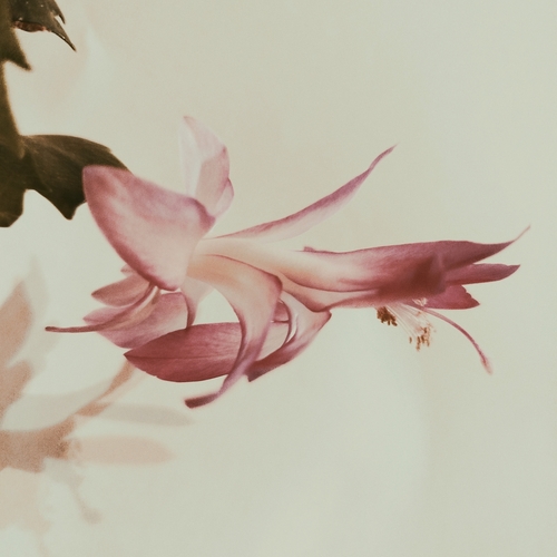 Photo #13855693