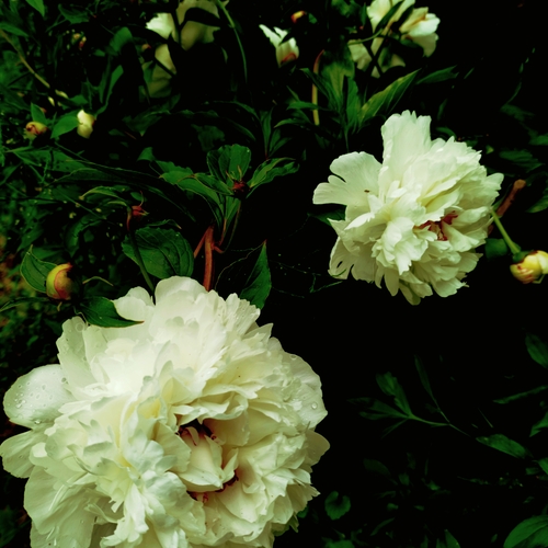 Photo #13855719