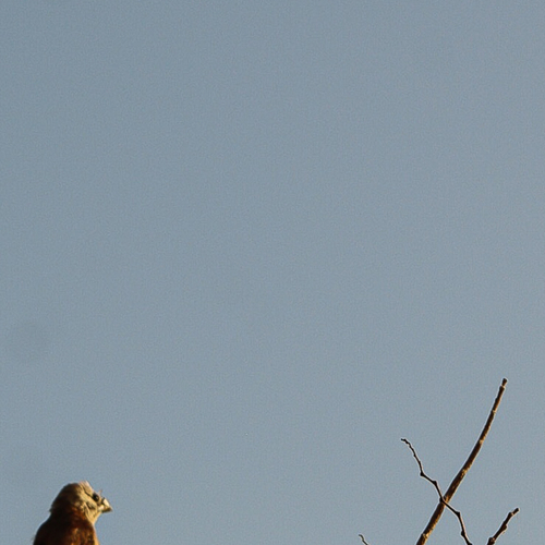 little bird