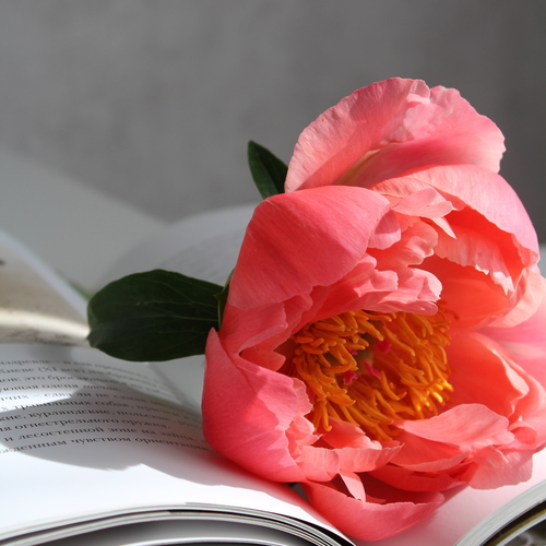 Coral sunset peony
