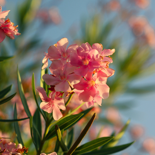 oleander