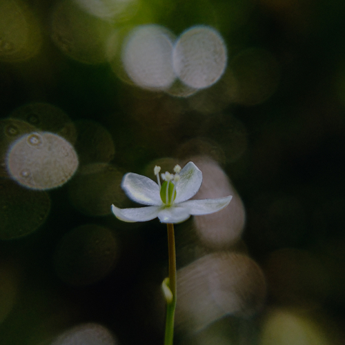 nature_lemonblossom