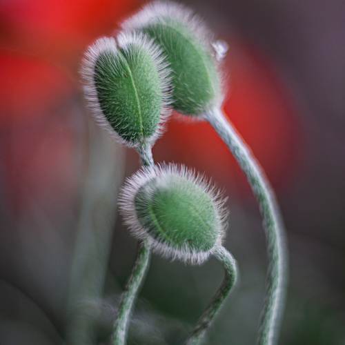Photo #13856306