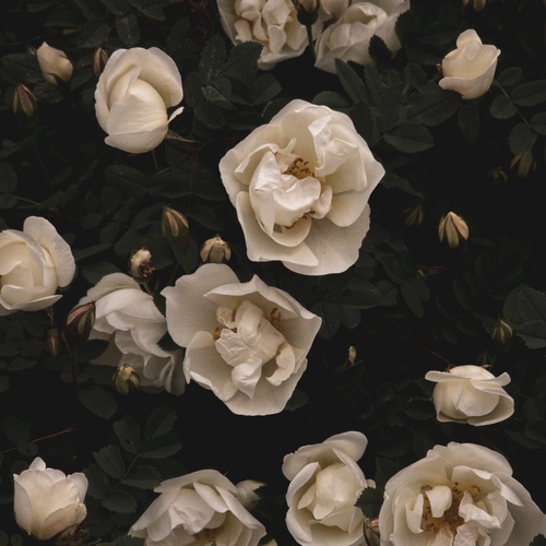 Photo #13856513