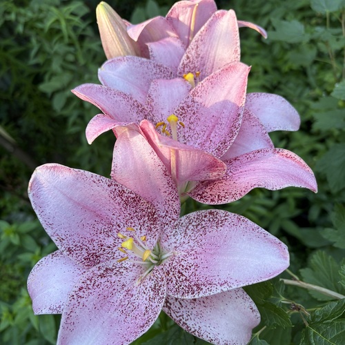 Photo #13856622