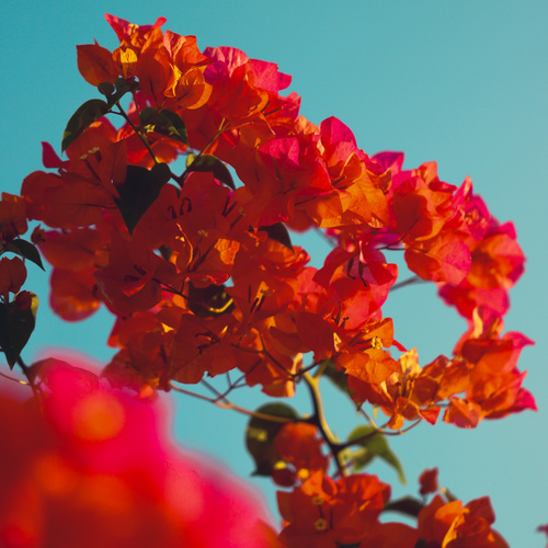 bougainvillea