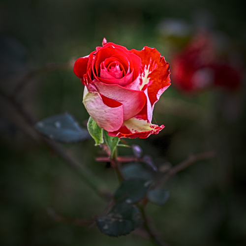 Photo #13856932