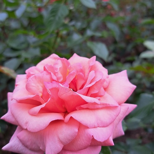 Photo #13857003