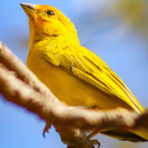 BIRD brazil