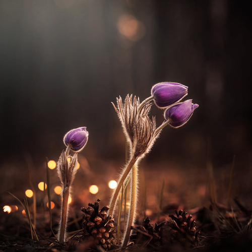 Lapshina Vladlena