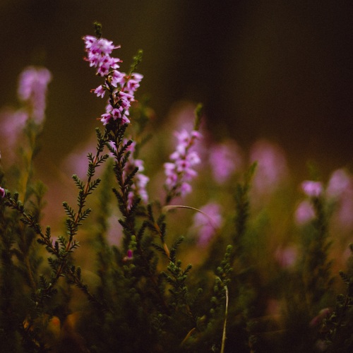 The Quiet Bloom