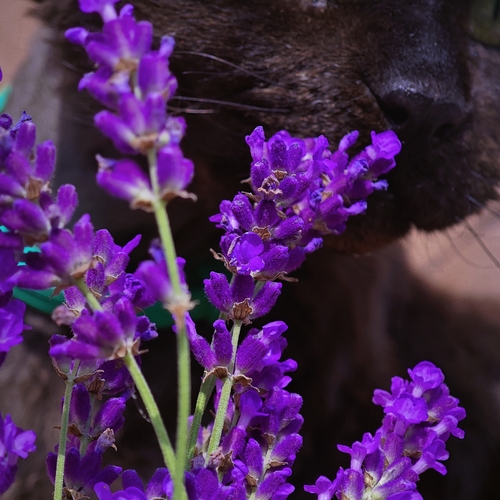 Photo #13857520