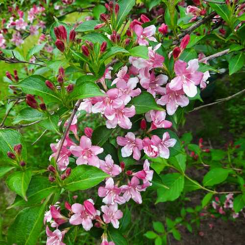 Photo #13857532