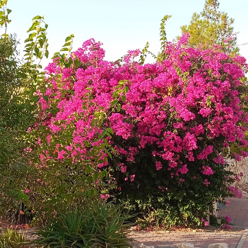 Photo #13858045