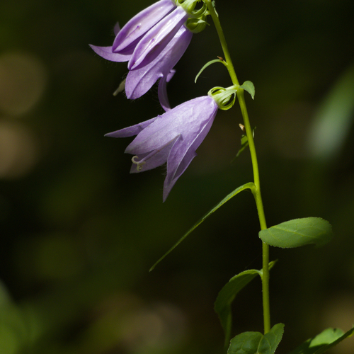 Whispers of the Forest / Gentle Bells