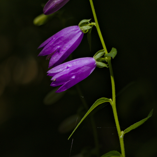 Twilight Chimes / Shadows and Petals