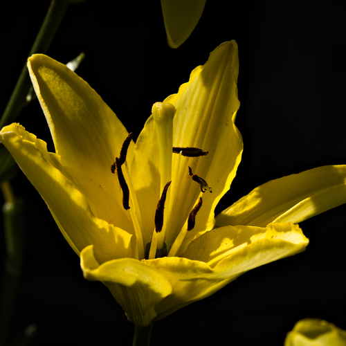Golden Ray / The Heart of Lily