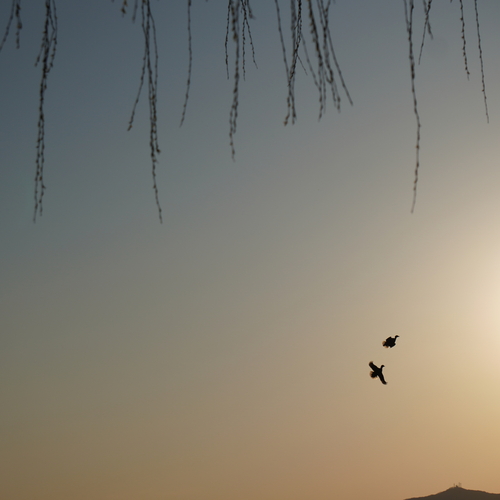 Photo #13858467