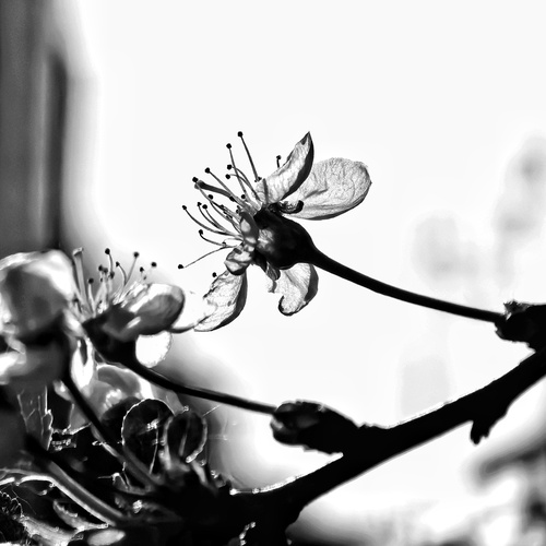 Photo #13858515