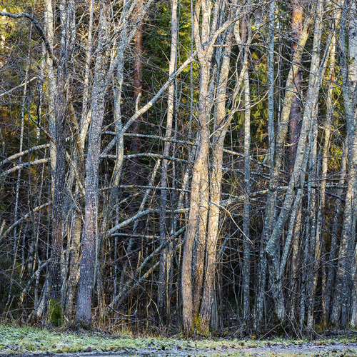 Photo #13859117