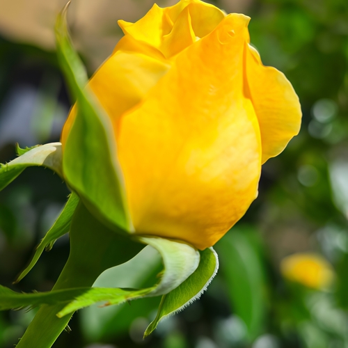 Golden Promise