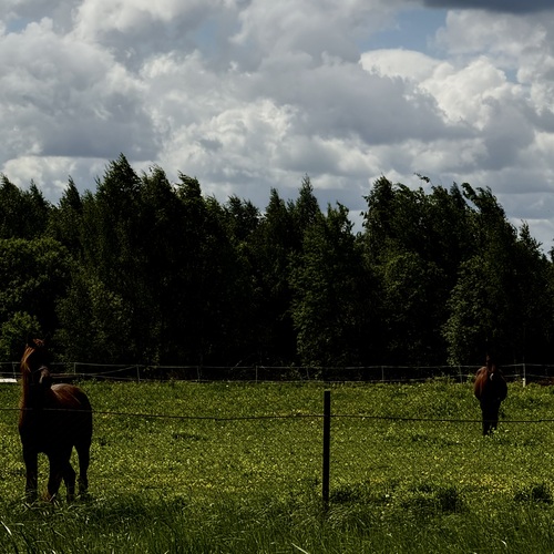 Photo #13860114