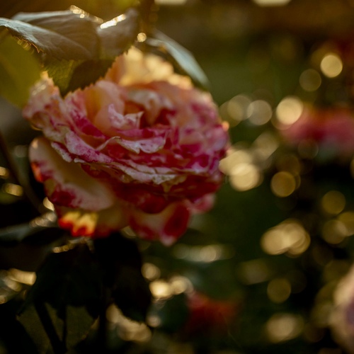 Photo #13860123