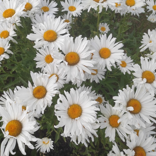 Photo #13860396